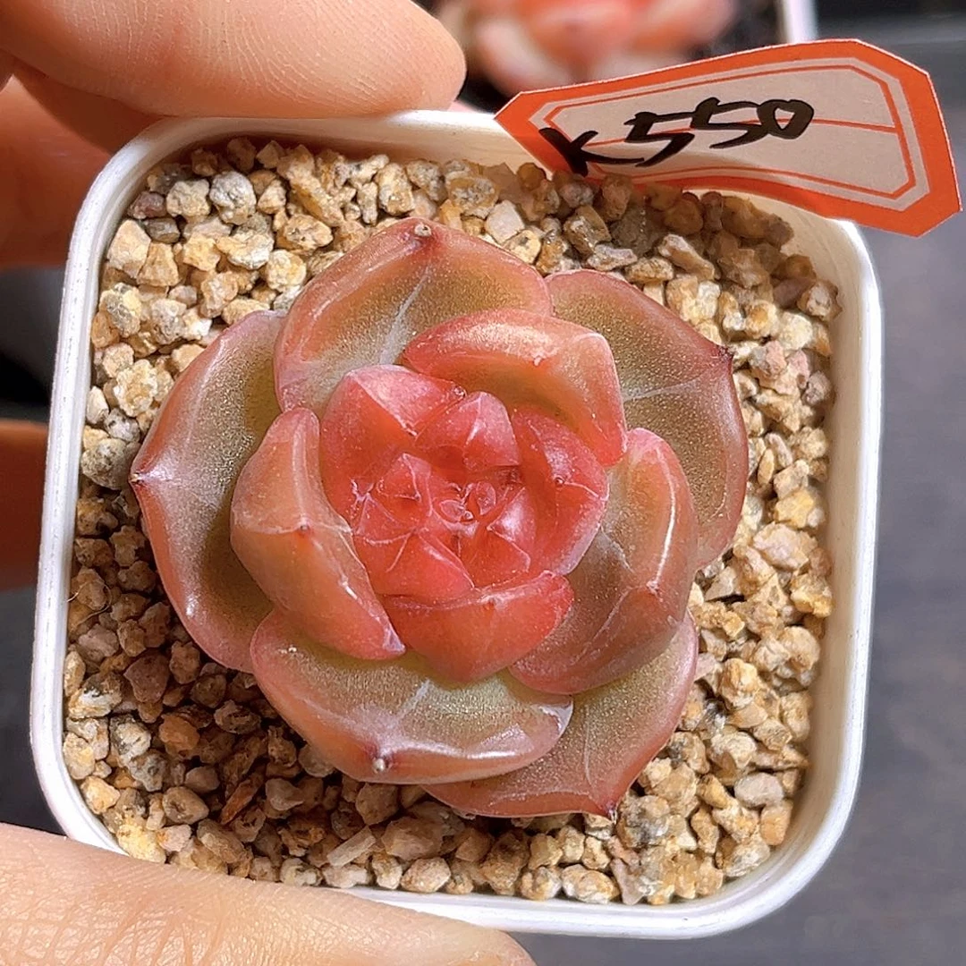 K550 新品珍妮  满18包邮