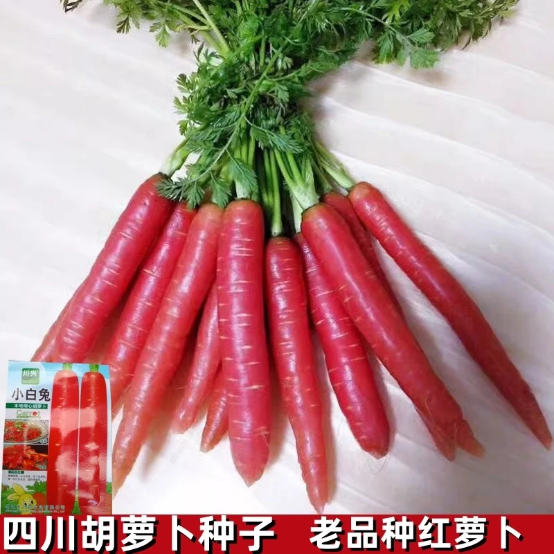 四川正宗胡萝卜种子红萝卜老品种小芯子生吃脆甜老品种阳台盆栽