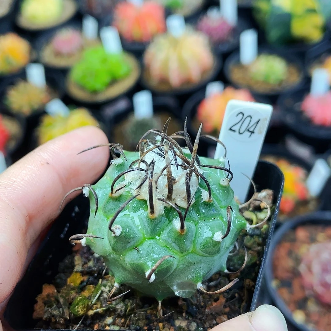 非偏远地区满25包邮裸根