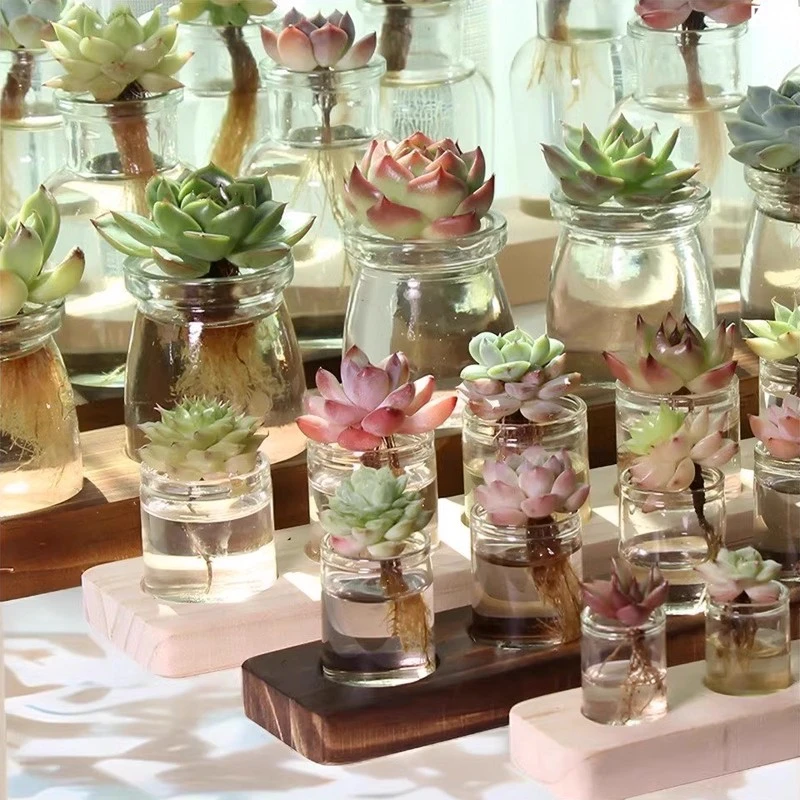 Brie植物景天科防辐射水培布丁杯办公室桌面带底座精品净化空气款