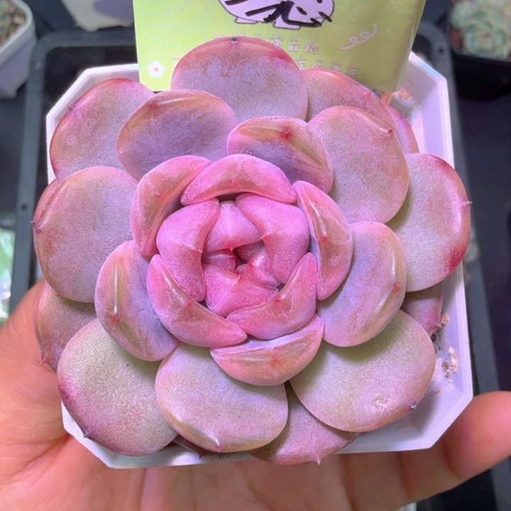 红色恋人开播福利啦啦