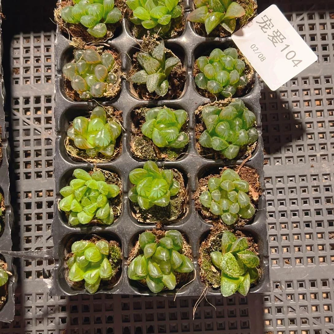 直播福利一物一拍104