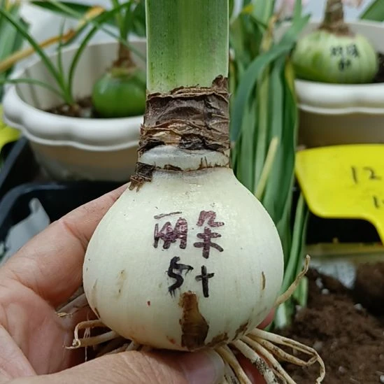 无花朵丽朵香妃5+发一个