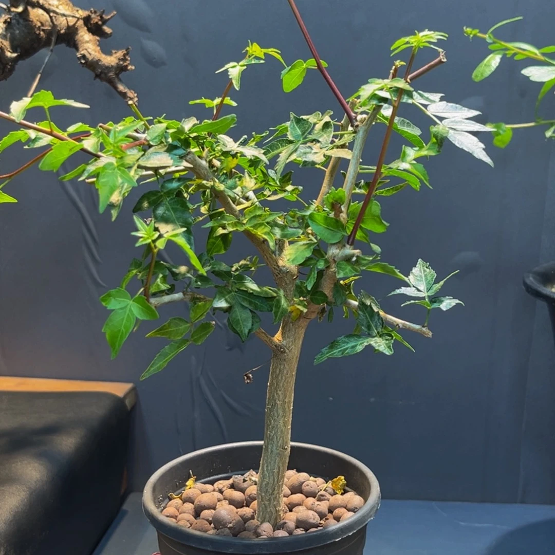 芳香橄榄Zzzzzzzxxzzzzzzz