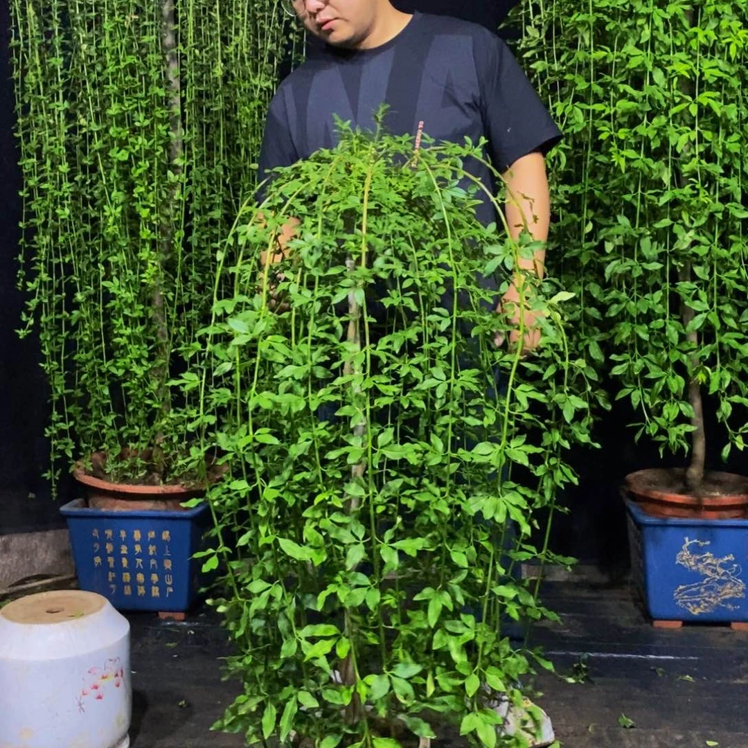 高度115，探春花，一物一拍，