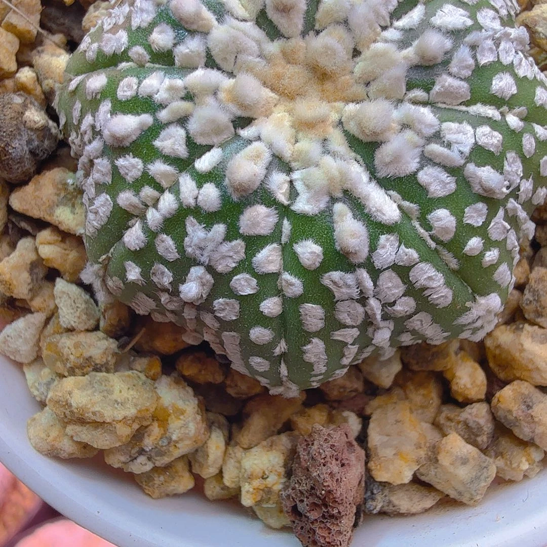 超体海星浓白多肉植物