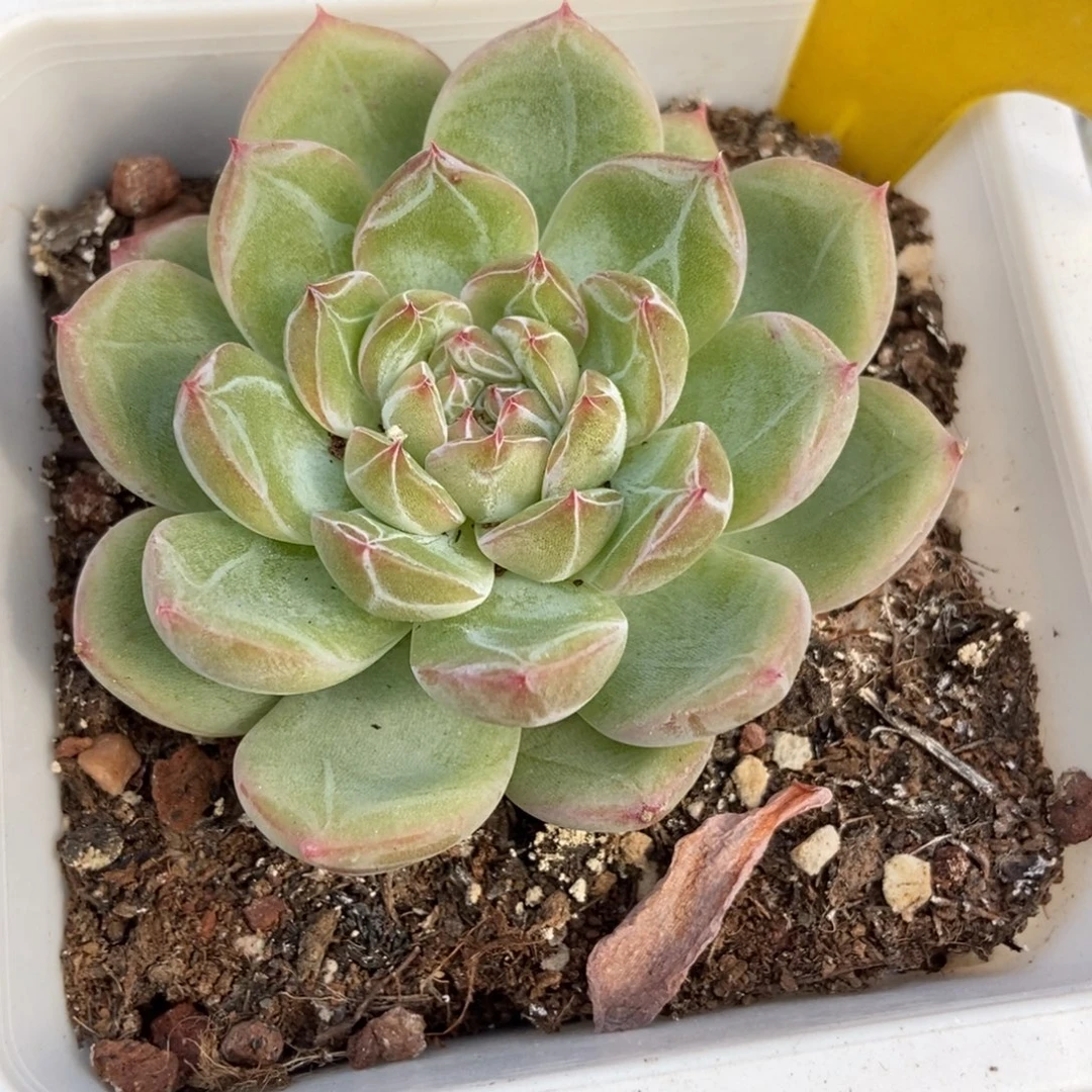 558雪花珍妮多肉植物