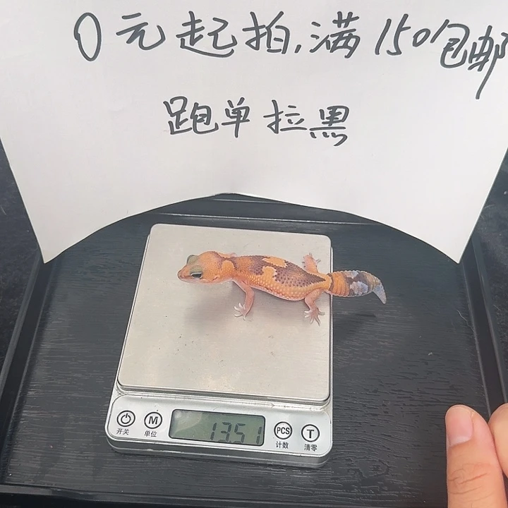 肥尾守宫祖鲁h奥力奥搞起来！