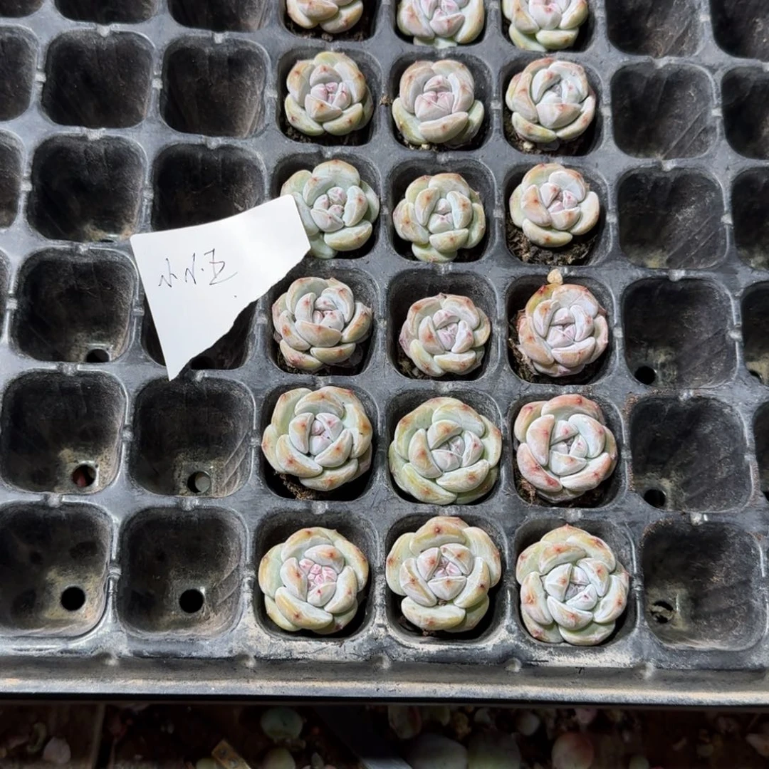 小小王一物一拍专拍