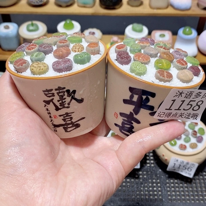 带盆土植物 精美盆栽1158