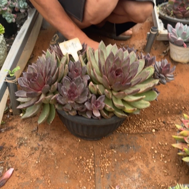 大群生0-92多肉植物
