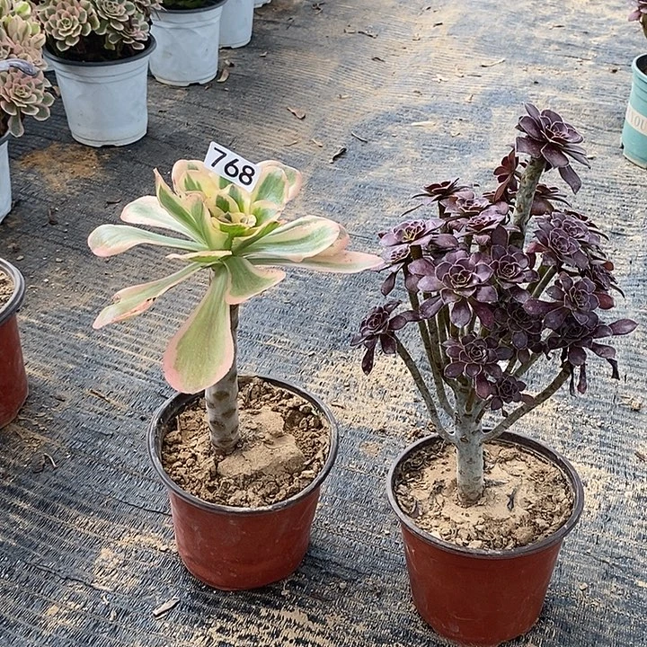 768，2颗多肉法师多肉法师