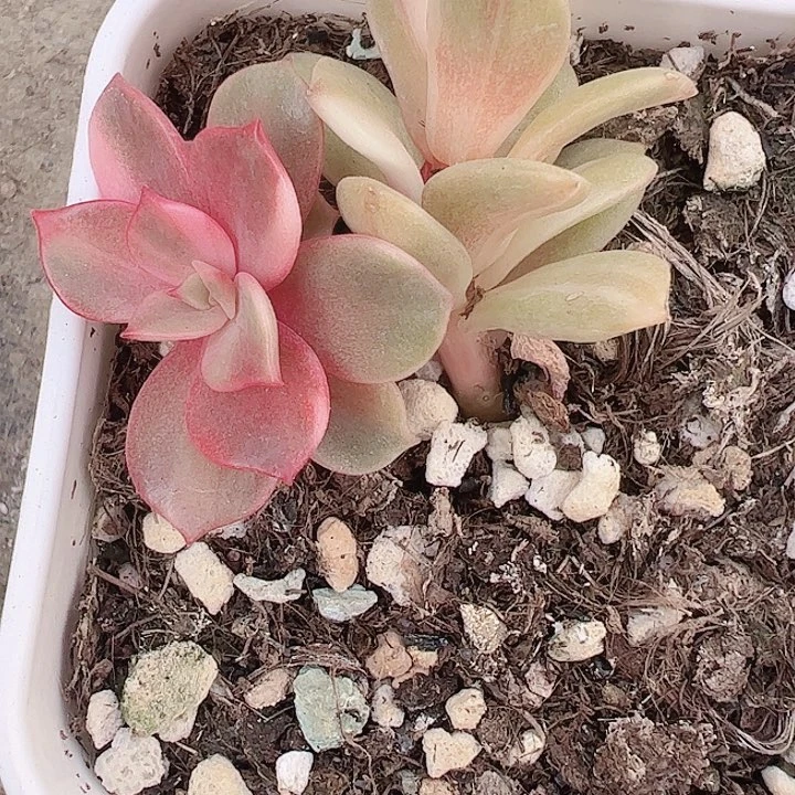 呵*多肉植物多肉植物