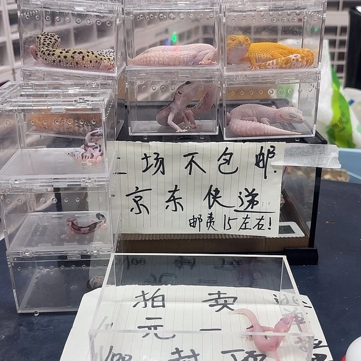 豹纹守宫不成年才能吃呢