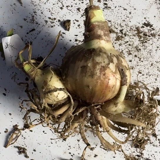 沧**铭十二单衣6厘米主球带4侧