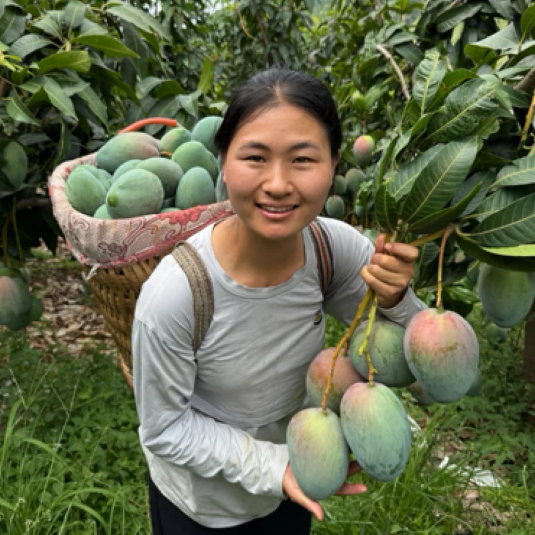 四川攀枝花凯特芒果