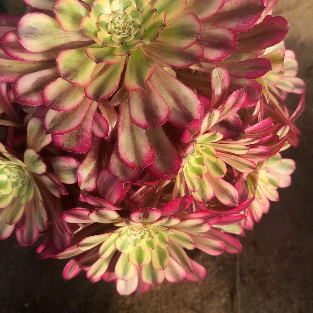 嗨多肉植物十里红妆328