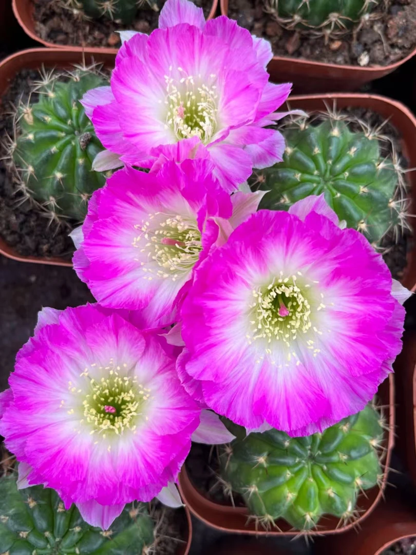 醉美人-一单包邮，偏远除外