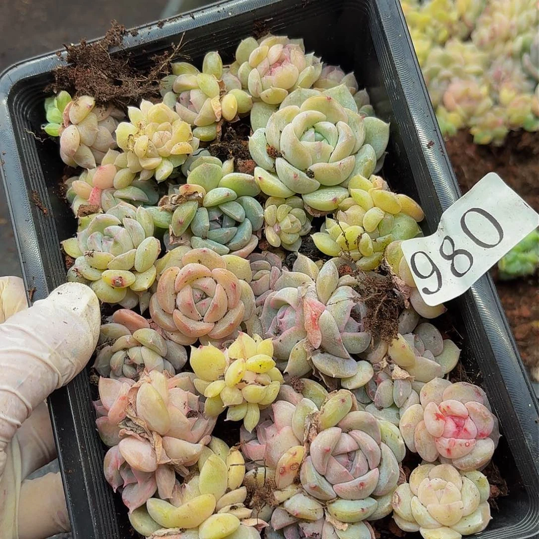 多肉植物多肉植物980