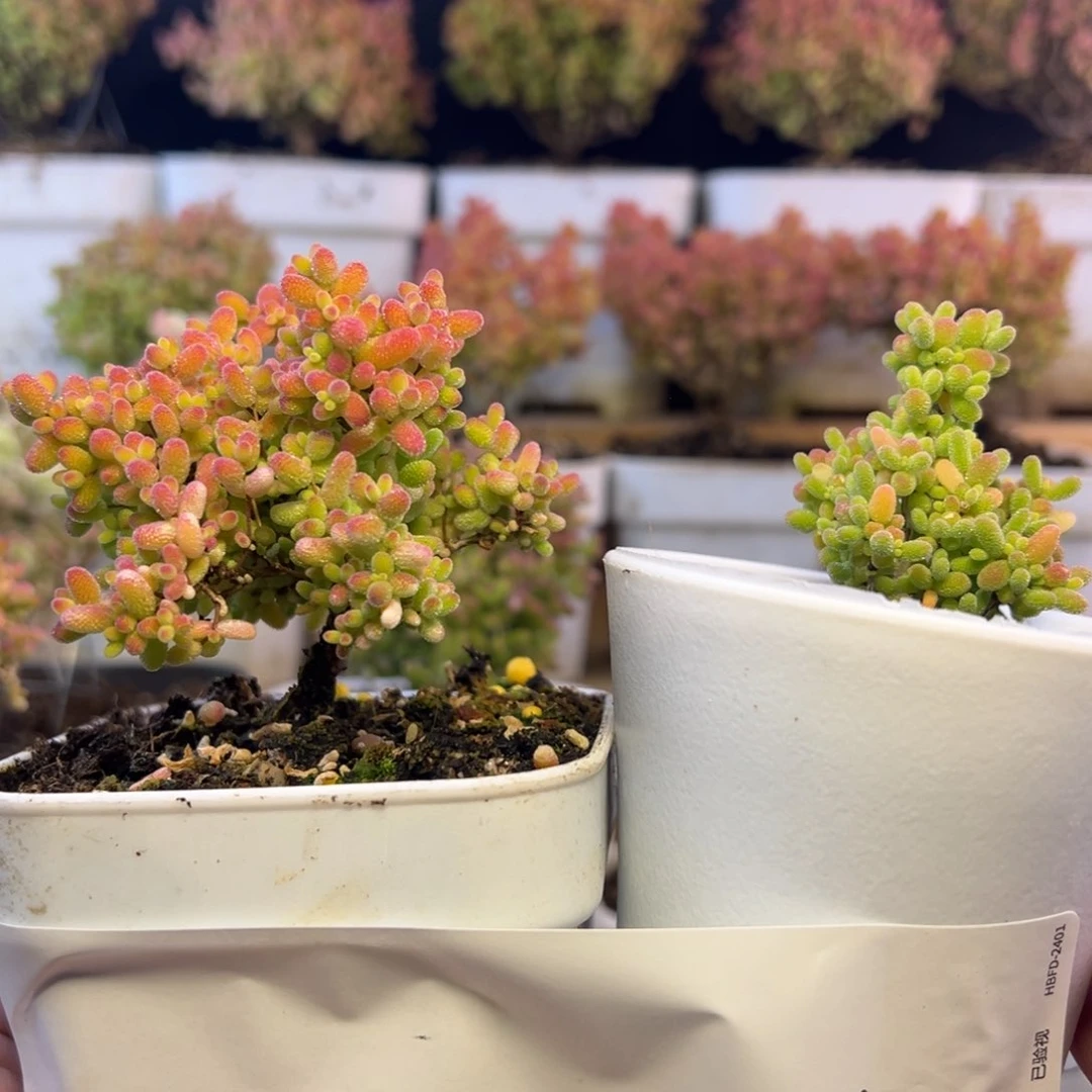 蜜橘一大一小组004➕小惊喜