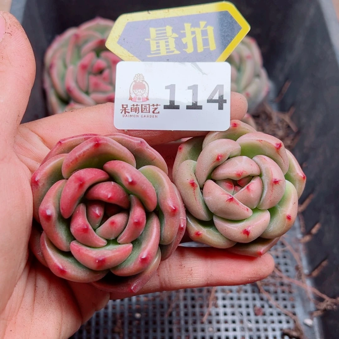 当前无花朵，栽培后可花朵