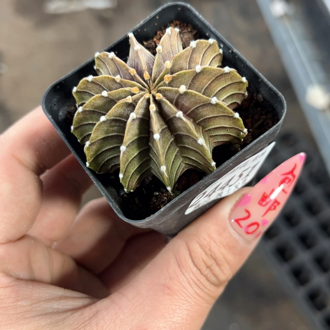 灭***火24451一物一拍单头发货