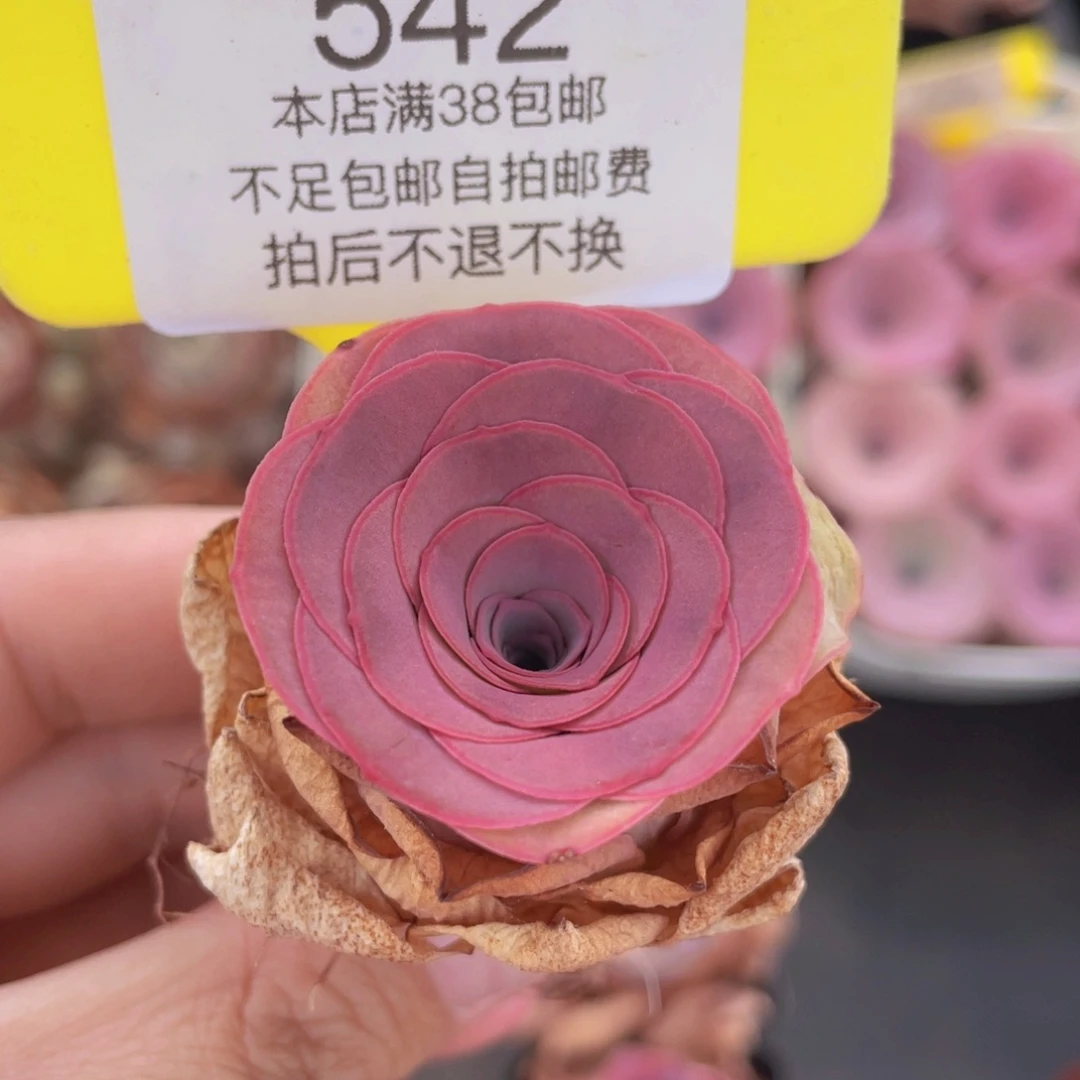 山地玫瑰542满38包邮裸根发货