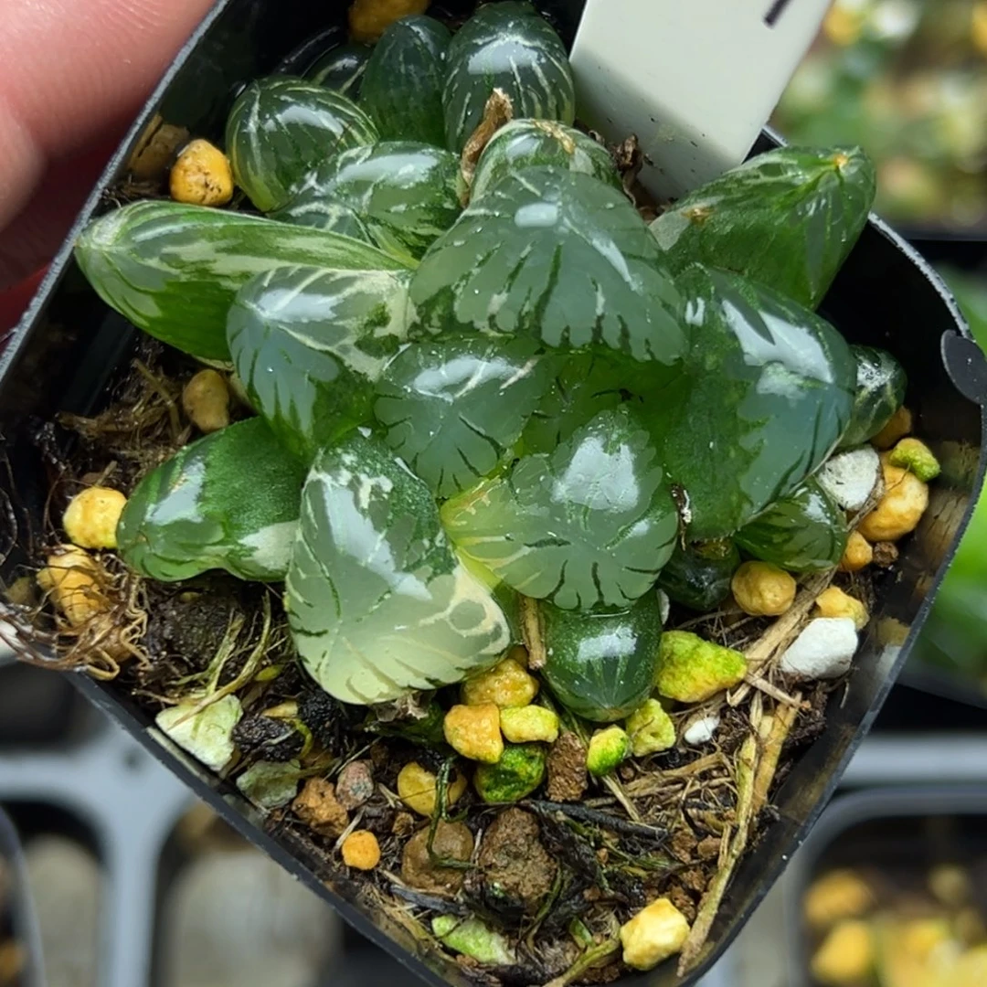 109巨大化冰灯玉露锦一物一拍