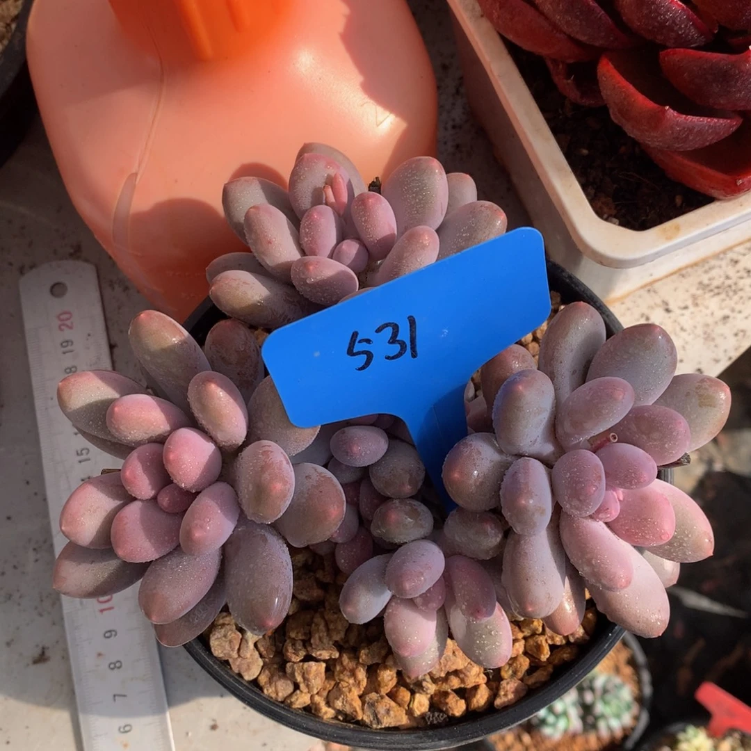 七彩美人72727273727