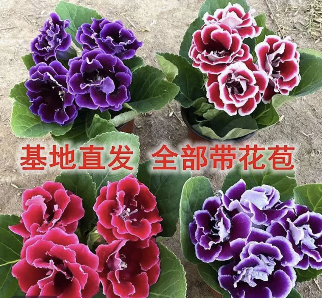 【芙蓉花拍一发二】重瓣大花带花苞大岩桐室内