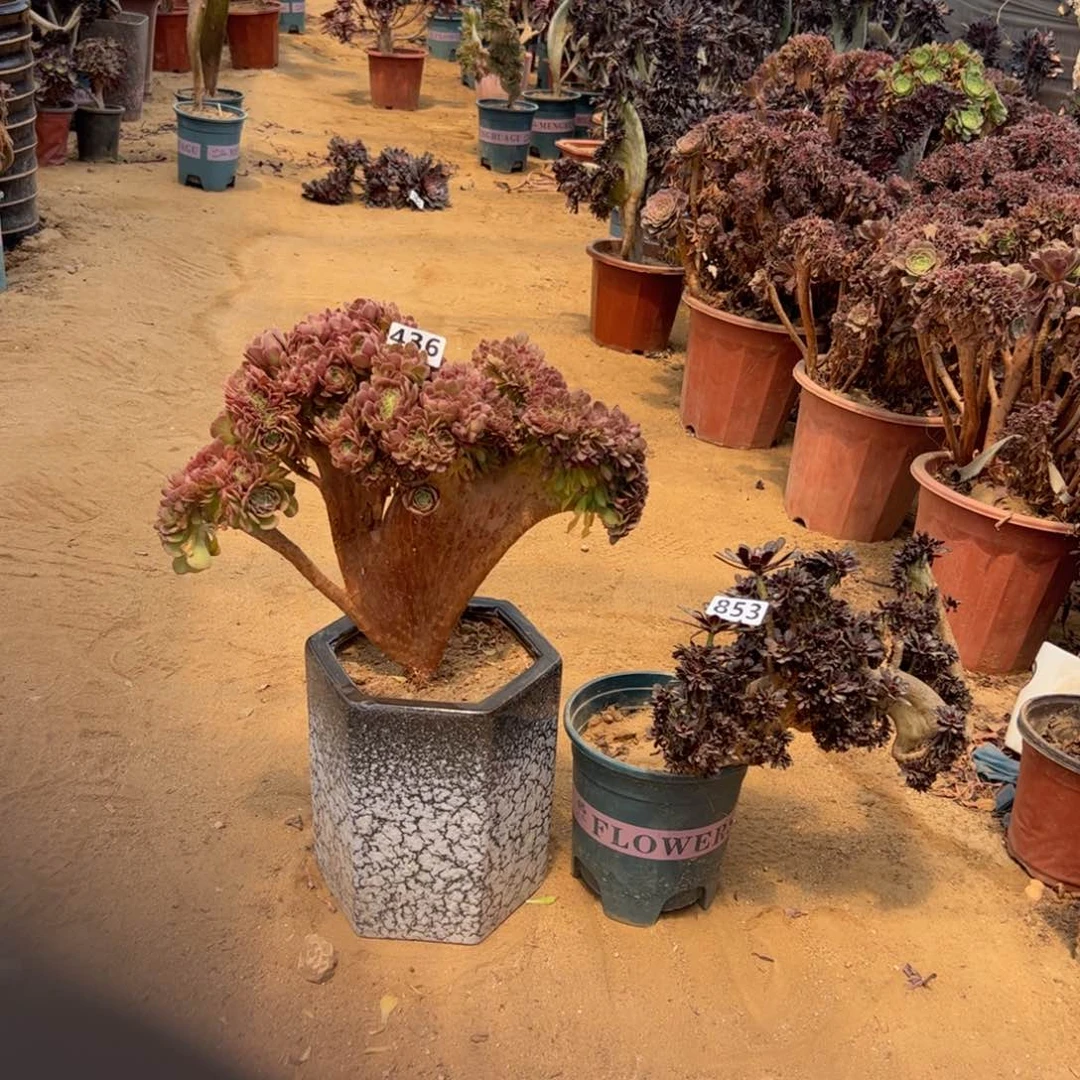 有伤两颗436.853万，黑