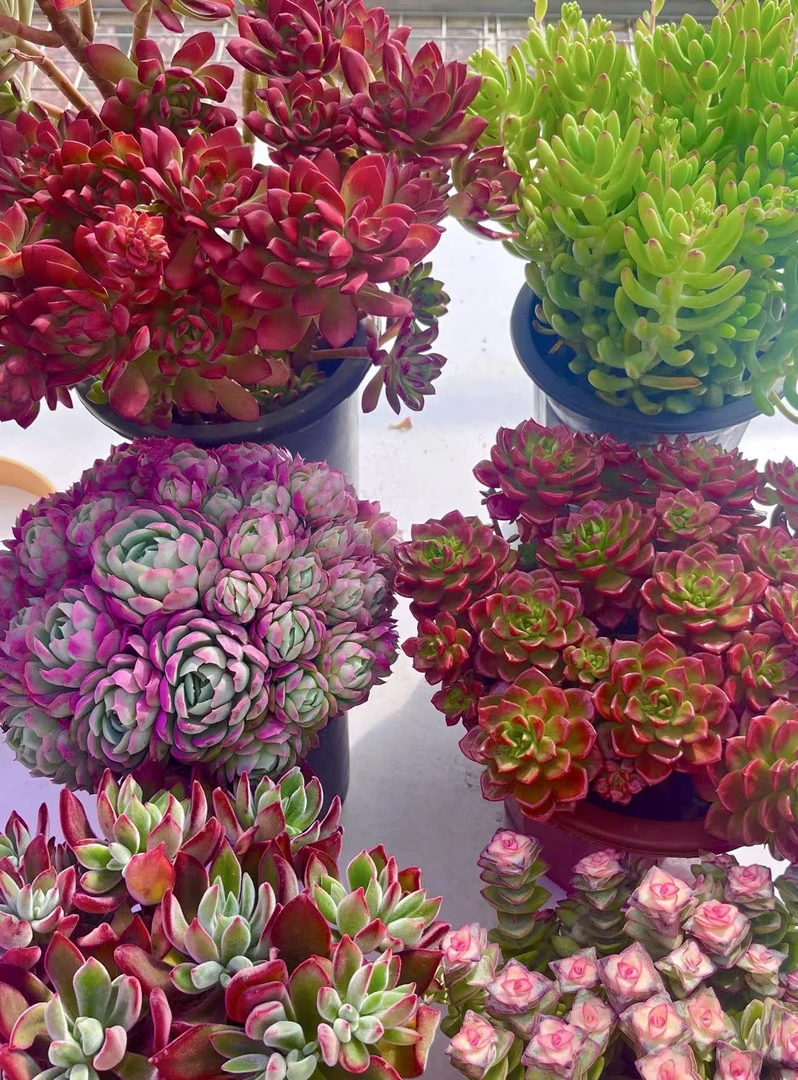 套餐组合 大礼包 新手简单好养活 塑料盆 套餐不参与满赠活动