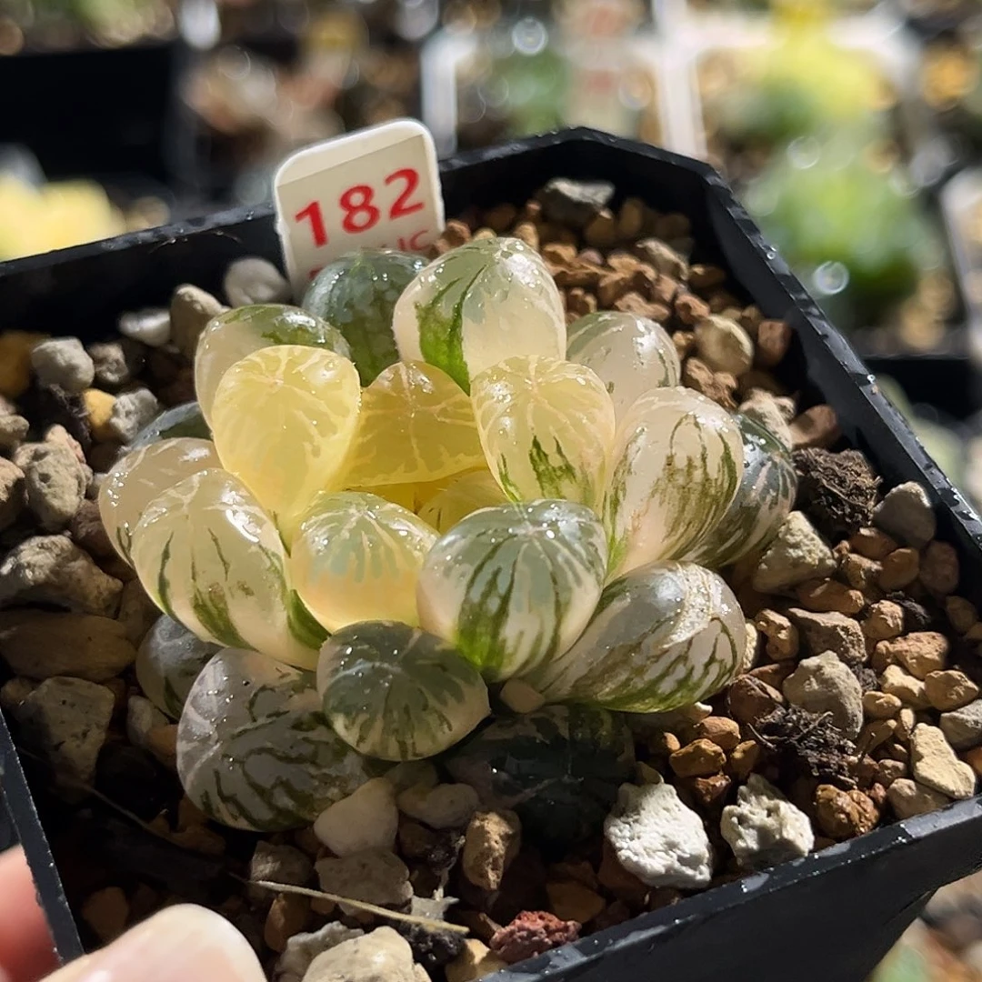 182塑料皮玉露锦福利