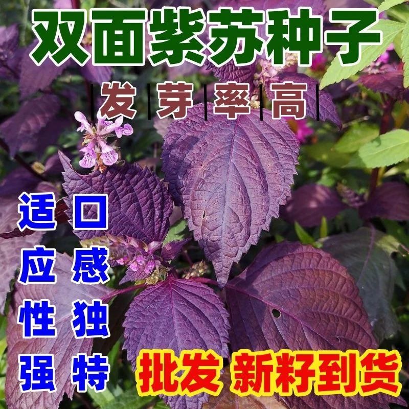双面紫苏种籽食用紫苏种籽批发包邮论斤销售蔬菜种子双面紫苏种子