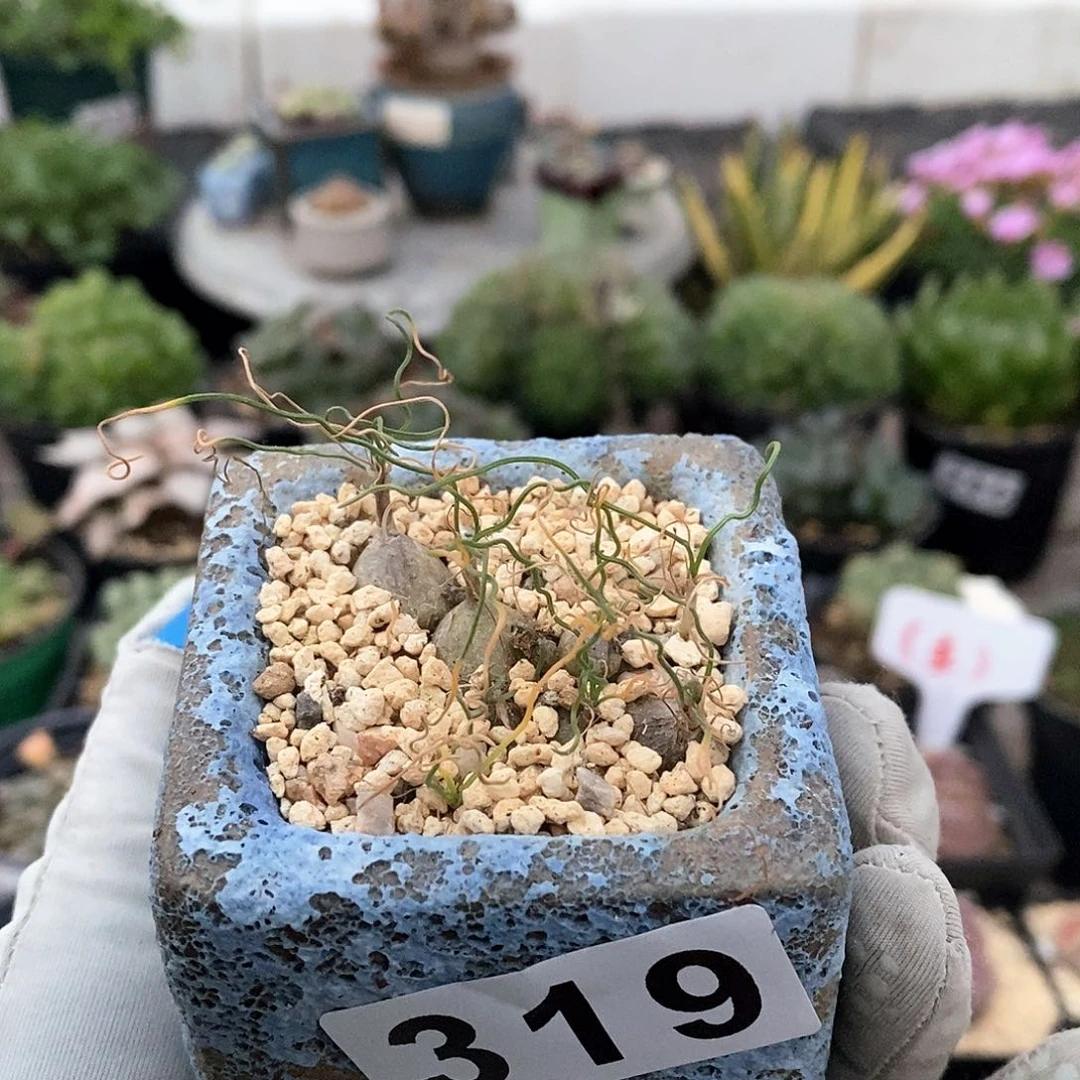 319 泰迪海聪 带盆土