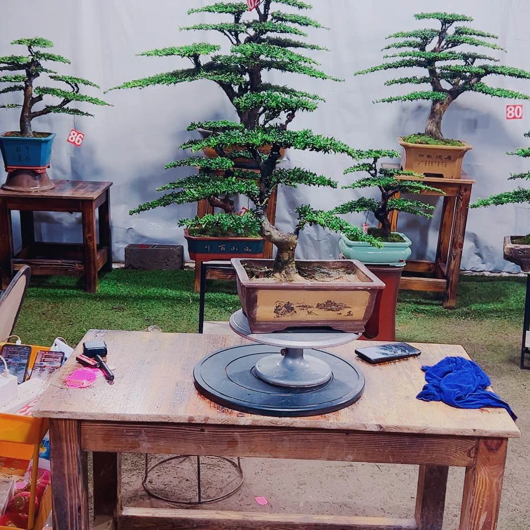 无花朵红芽珍珠罗汉松