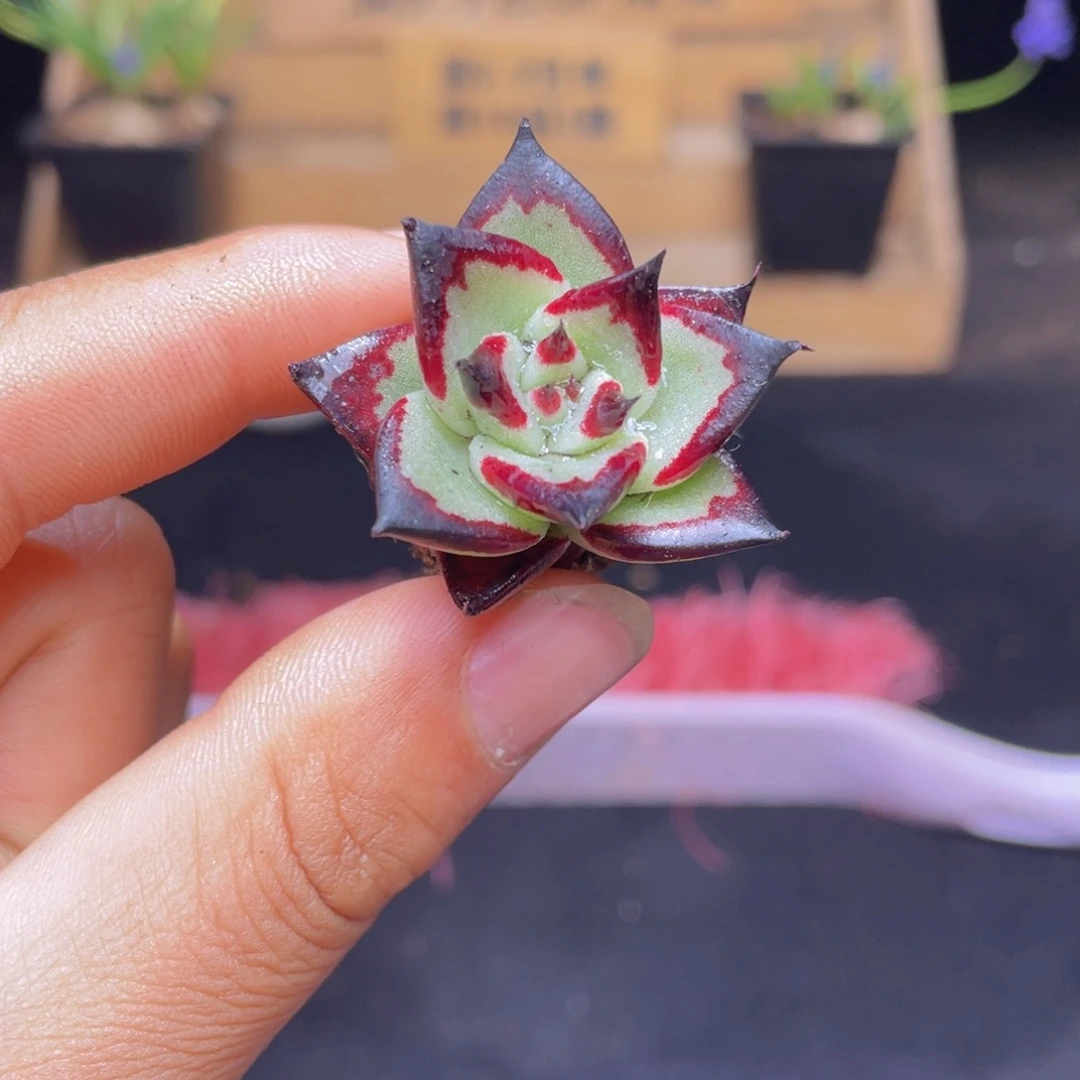 乌木多肉9.9包邮发货