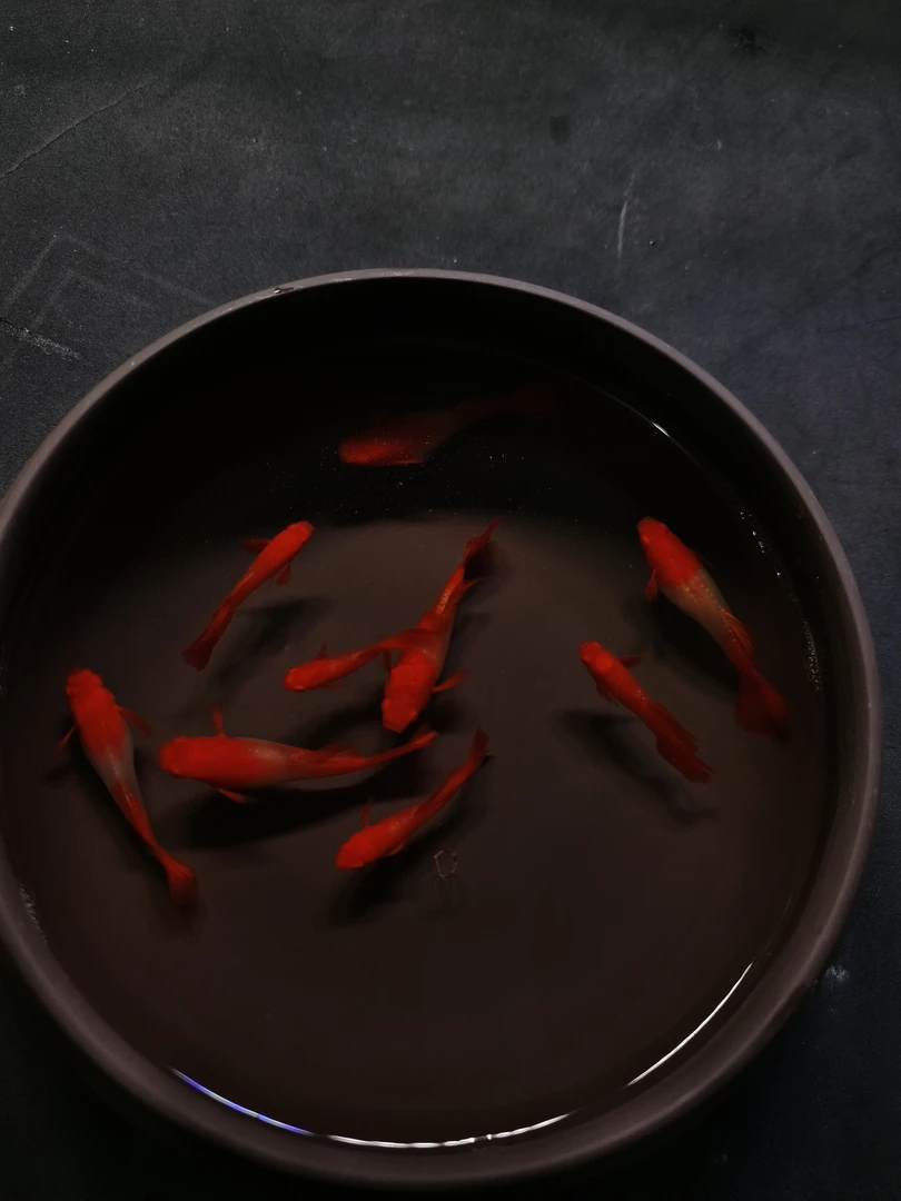 双分水（超出备损一比一赔付）小型热带观赏鱼适合新手