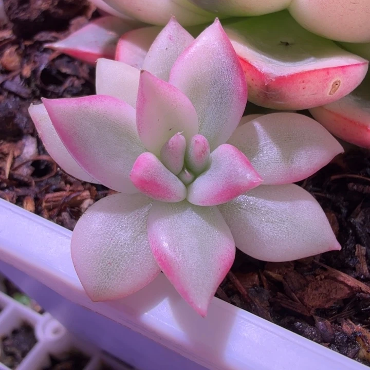 胭脂扣锦多肉植物