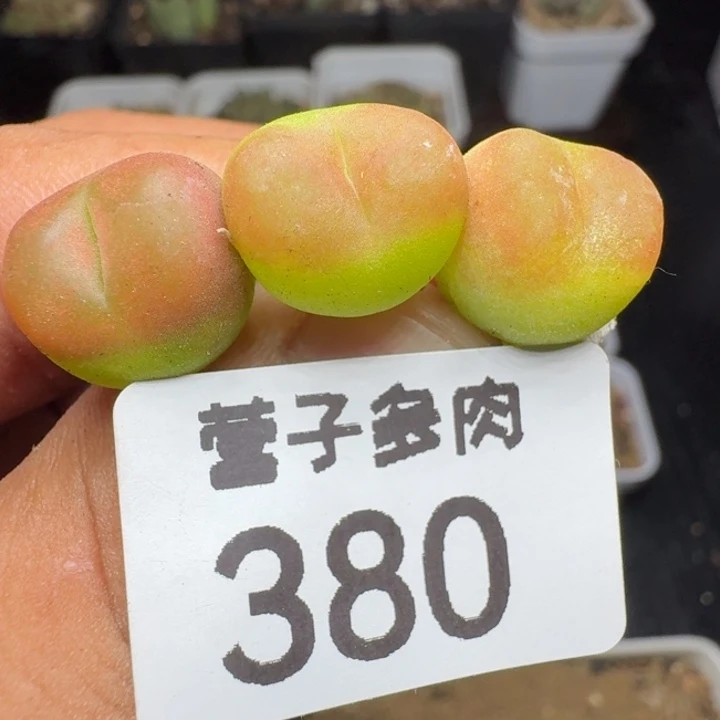 水蜜桃1430.5。    3颗。