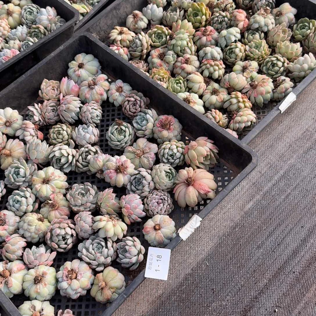 多肉杂交混合五号箱子发货1-18