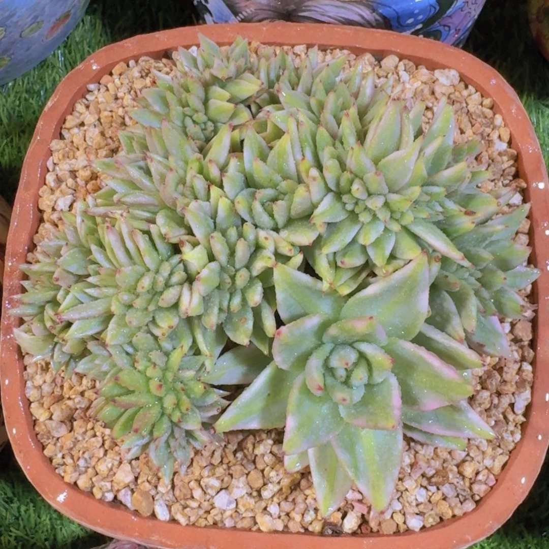 虎鲸缀化一物一拍