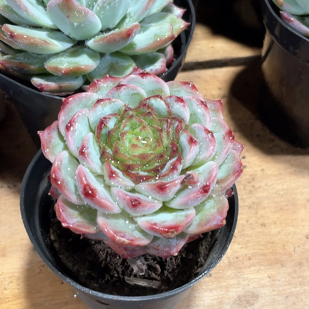 糖*天鹅绒单头定向带盆土