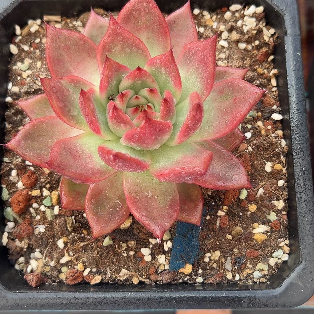 多肉植物一物一拍6