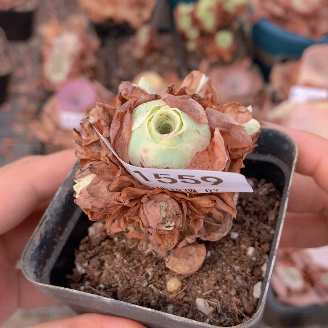 1559 会掉侧芽不售后