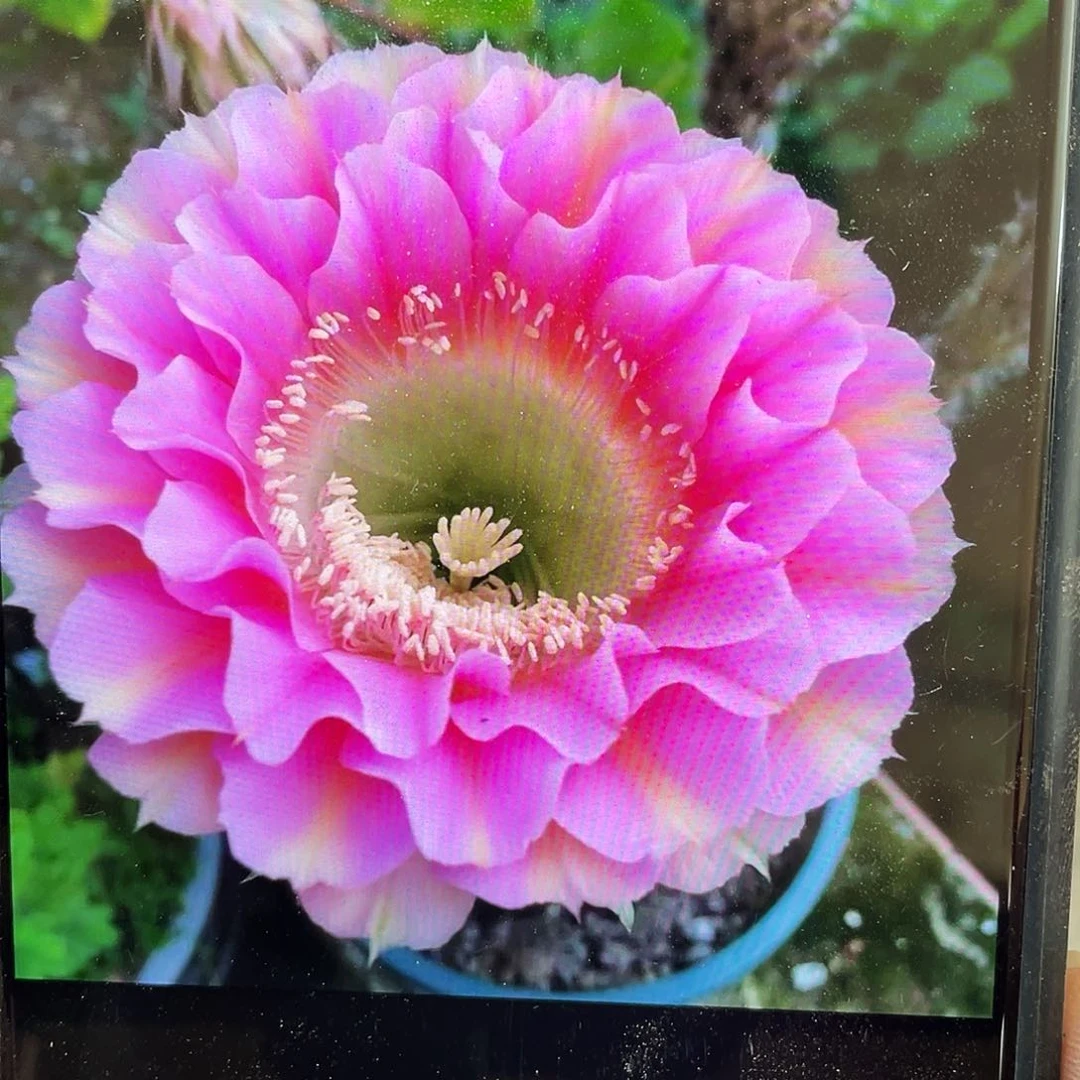 彼岸自根球5公分以上