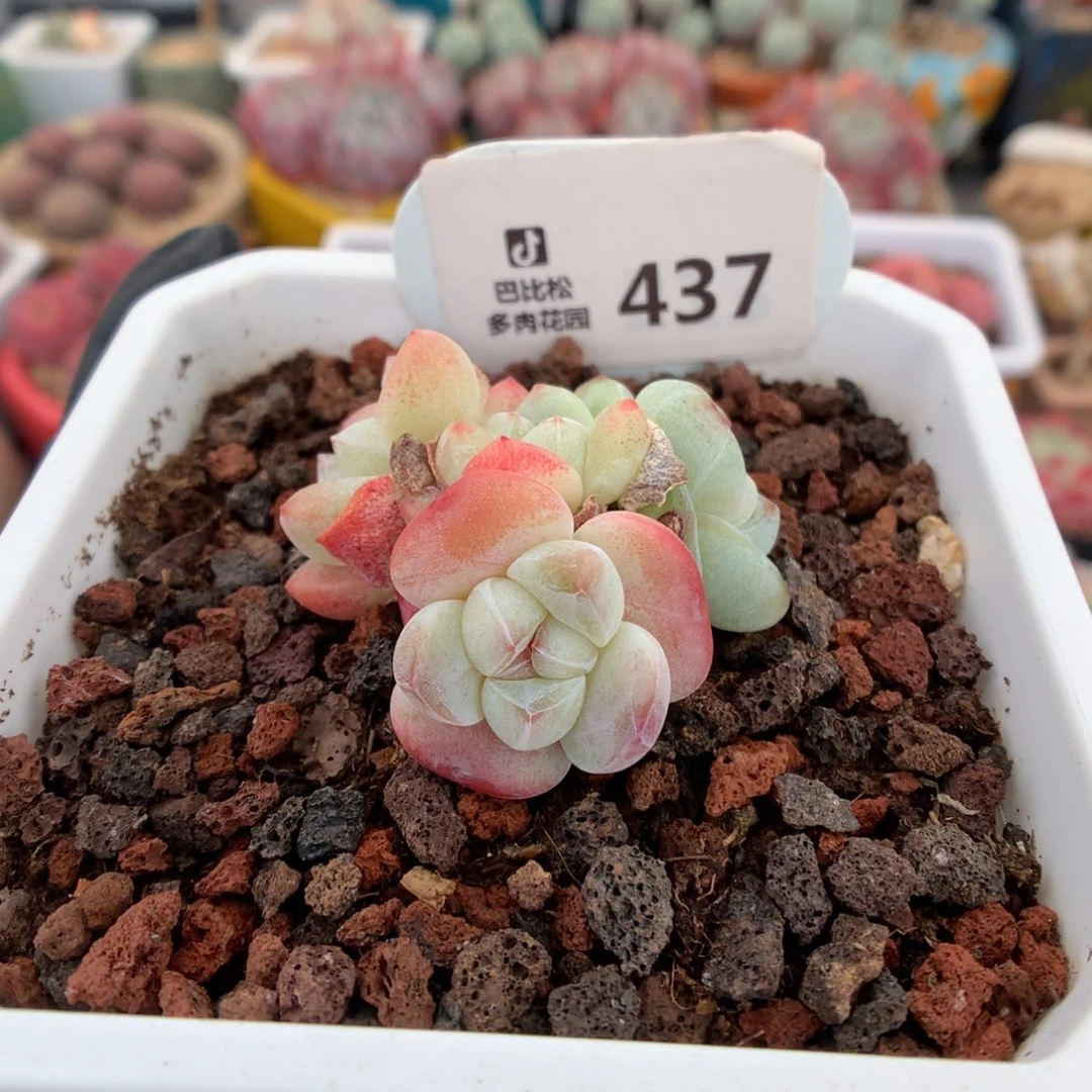 437 糖心冰玉多肉