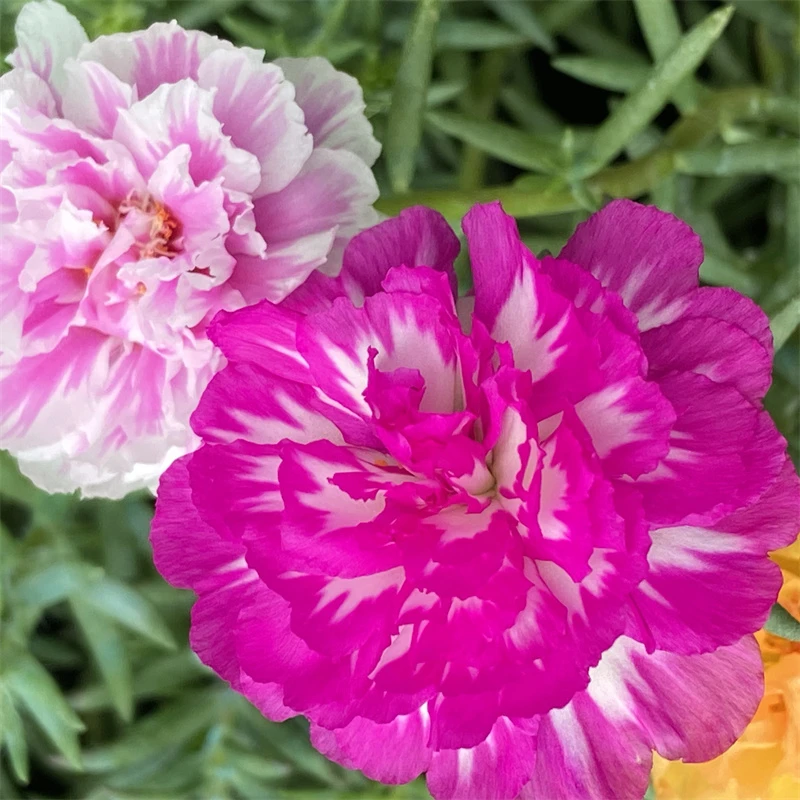 太阳花 耐热皮实好养活 阳台庭院绿植花卉