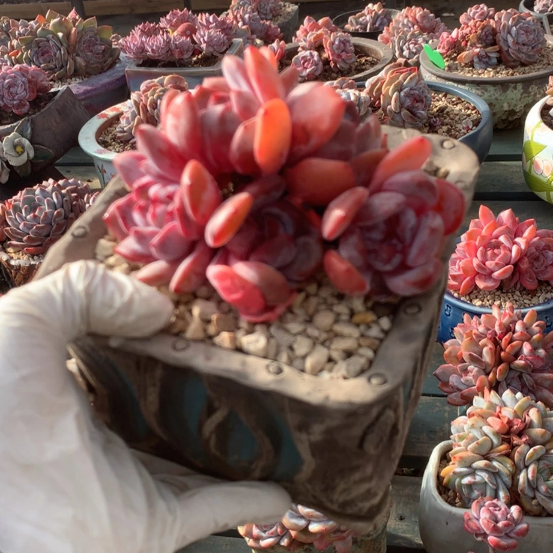 无花朵哈哈哈哈哈哈哈哈6