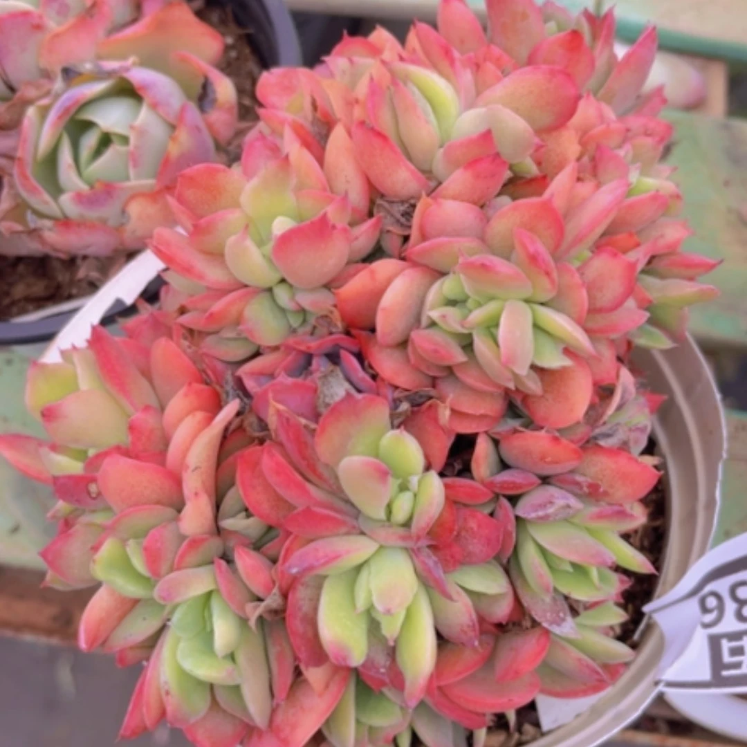 【闪购商品】绮罗缀0436